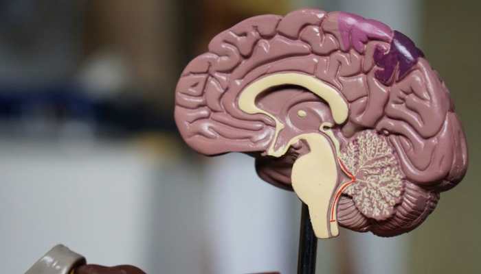 World Brain Day 2024: Significance, History &amp; Ways To Keep Brain Healthy