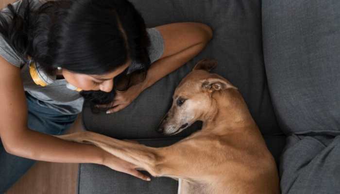 5 Effective Tips To Help Your Anxious Pet Relax 