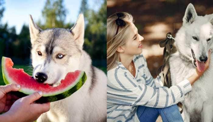 Dog-Friendly Foods: Explore The Best Human Delights Safe For Your Dog