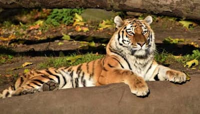 International Tiger Day 2024: Significance, Theme & History