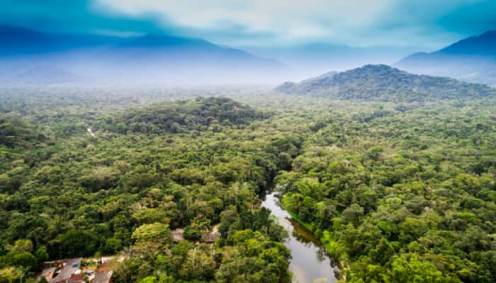 Enjoy the Charms of Mesmerizing Forests Around The World