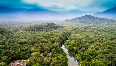 Enjoy the Charms of Mesmerizing Forests Around The World