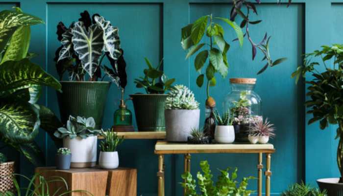 Nature's Therapy How Plants Bring Balance and Broaden Your View