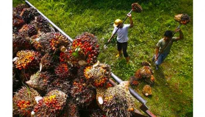 Smallholder Farmers Express Gratitude To The Asian Palm Oil Alliance For Advocacy