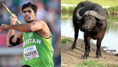 Pakistan’s Olympic Gold Medallist Arshad Nadeem Receives Unique Gift: Buffalo From His Father-In-Law