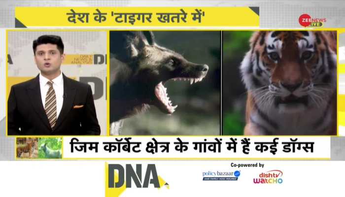 DNA: Virus! India's tigers in danger?
