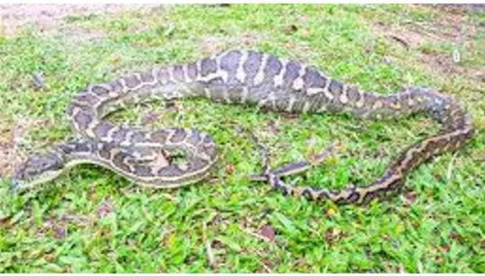 Snake&#039;s Snack Shocks, Eats 2 Kg Chicken With &#039;Ironic&#039; Surprise