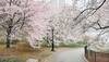 Central Park