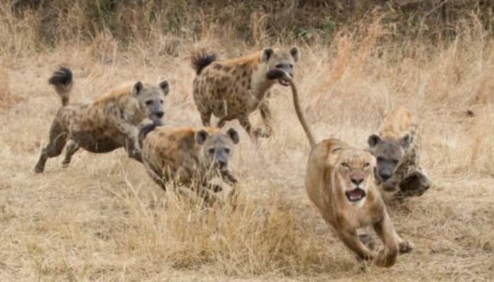 7 Fiercest Rivalries in the Animal Kingdom You Won’t Believe