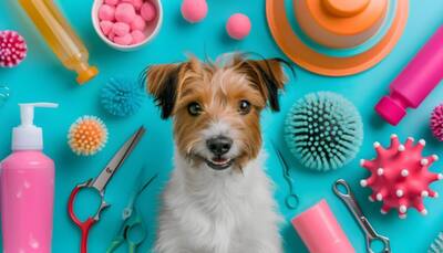 Top Picks for a Shiny, Healthy Coat: Essential Grooming Products for Your Pet