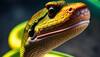 king cobra snake