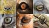 Expressive eyes