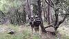 Jammu And Kashmir: Multiple Security Operations Underway After Suspicious Movement