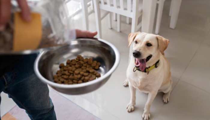 Wet vs Dry Food: A Guide For Pets During Monsoon