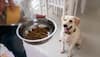 Wet vs Dry Food: A Guide For Pets During Monsoon