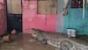 Video: 15-Foot Crocodile Enters Vadodara Home As Floods Wreak Havoc In Gujarat