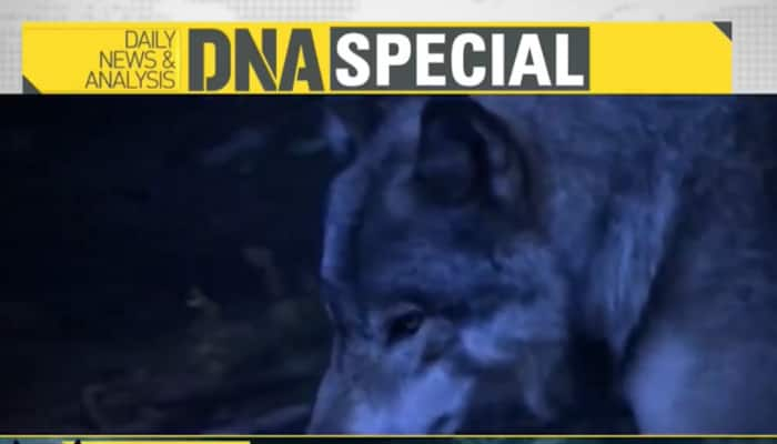 DNA: Analysing How Bahraich&#039;s Wolves Became Man-Eaters And The Hunt For Alpha Wolf