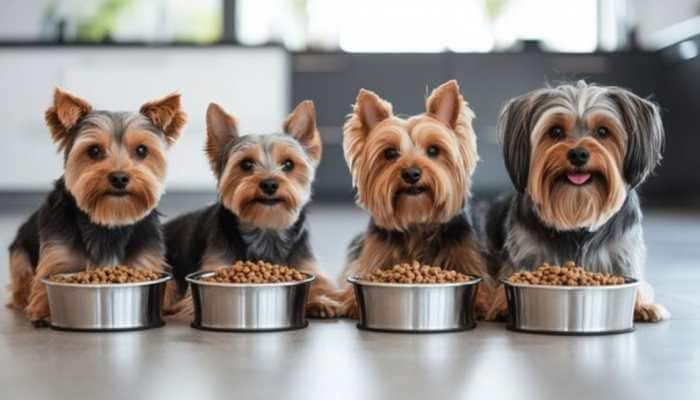 5 Personalized Diets For Pet&#039;s Health In Monsoon Season