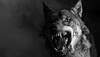 Worst breeds in dogs
