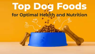 Top Dog Foods for Optimal Health and Nutrition