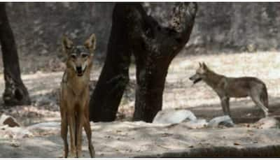 Yogi Adityanath Deploys Team Of Sharpshooters To Hunt Man-Eating Wolf In Bahraich