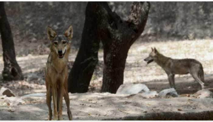 Wolf Attacks Young Boy Playing Outside His Home In UP, Leaves Him With Facial Injuries In Hospital