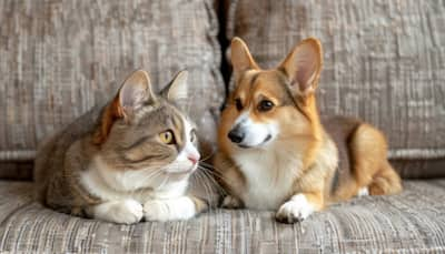 Cats vs Dogs: Which Pet Is Truly Smarter?