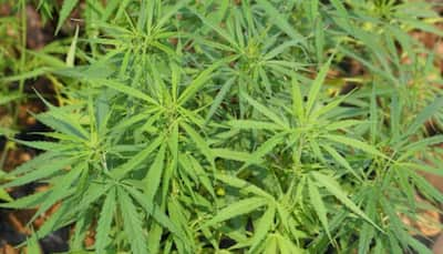 Himachal Assembly Adopt Resolution For Legal Cannabis Cultivation In State 