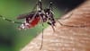 Mosquitoes
