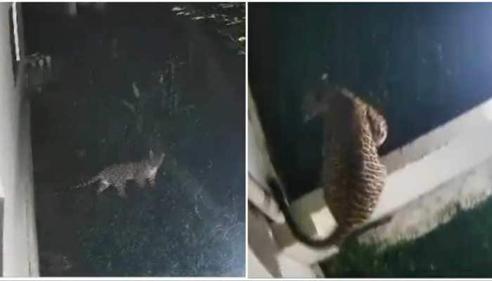 Terrifying CCTV Video Of Leopard On Loose Goes Viral; Over 3 Dozen Animals Killed, Villagers Panic