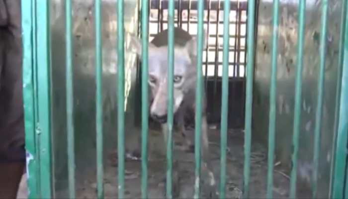 Fifth Wolf Caught In UP&#039;s Bahraich Amid Search Operation — VIDEO