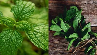 Mint To Be? The Hidden Dangers Of Eating Too Much Mint