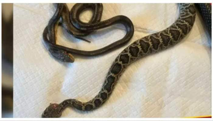 Massive Snake Swallows Two Smaller Snakes, Spits Out An Hour Later — Only to Discover...