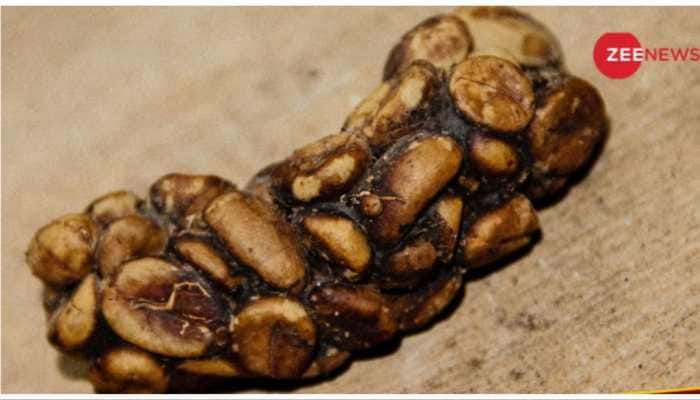 World’s Most Expensive Coffee Is Made From This Animal’s Potty, And The Price Will Shock You