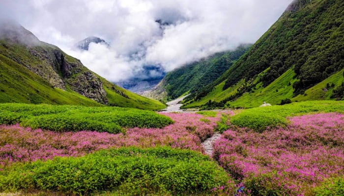 The Valley of Flowers National Park: A Historical and Natural Treasure