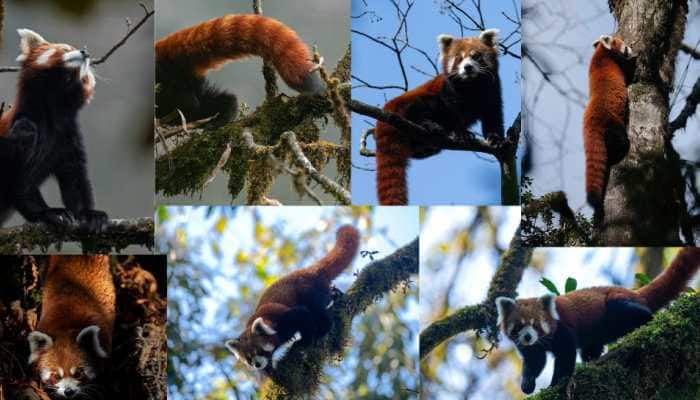 International Red Panda Day: Amazing And Interesting Facts Of Red Panda