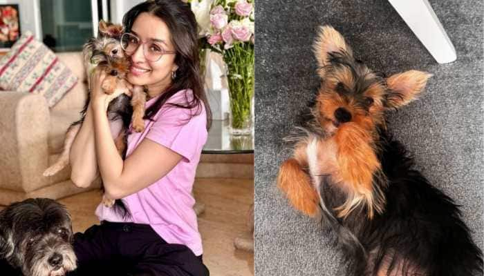  Shraddha Kapoor Welcomes Adorable New Pet ‘Small’ After Success of &#039;Stree 2&#039;