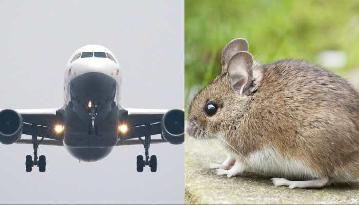 Flight Makes Emergency Landing After Live Mouse Crawls Out Of Passenger&#039;s Meal