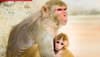 Monkeys