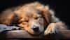 Sleeping Dogs