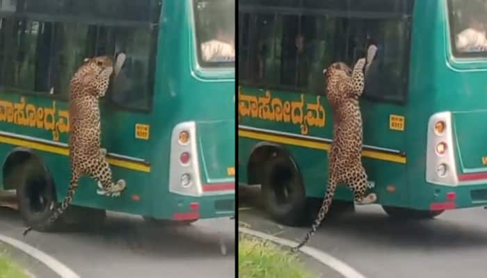 Leopard Tries To Hop Onto Safari Bus At Bengaluru&#039;s Bannerghatta National Park, Tourists Scream In Panic - Watch