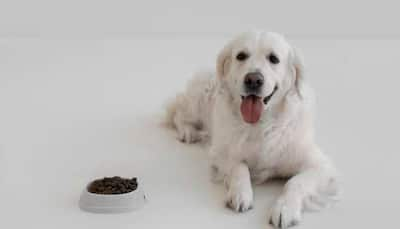 Great Festive Sale: Offers On Dog Dry Food