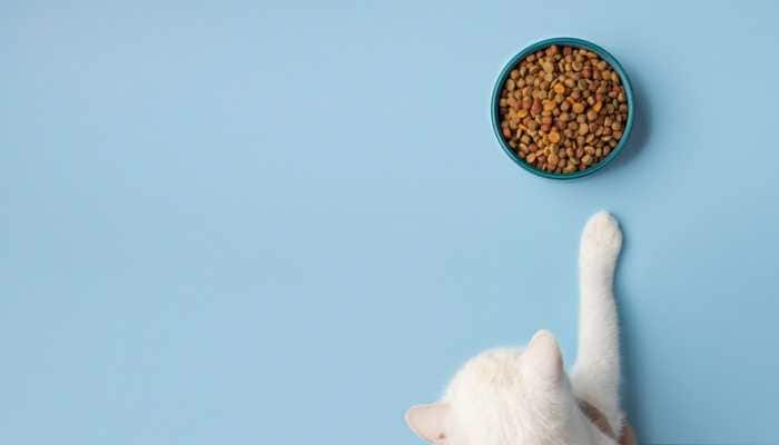 Great Festival Sale: Marvelous Offers on Cat Dry Food