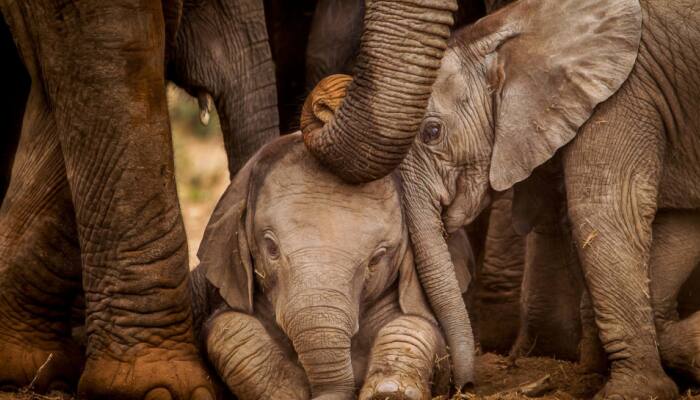 Wild Wisdom: Life Lessons Students Can Learn from Animals
