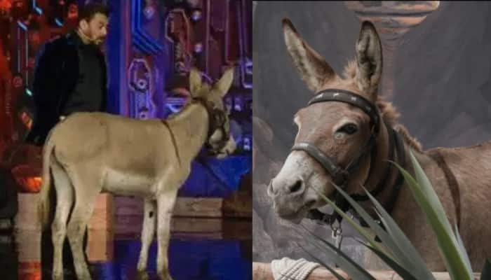 Bigg Boss 18: Donkey Gadhraj Gets Evicted Following PETA And PFA&#039;s Intervention 