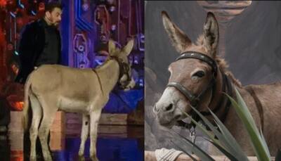 Bigg Boss 18: Donkey Gadhraj Gets Evicted Following PETA And PFA's Intervention 