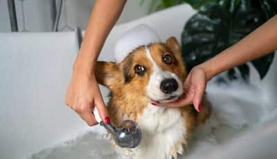 Great Festive Sale: Offers On Pet Shampoo