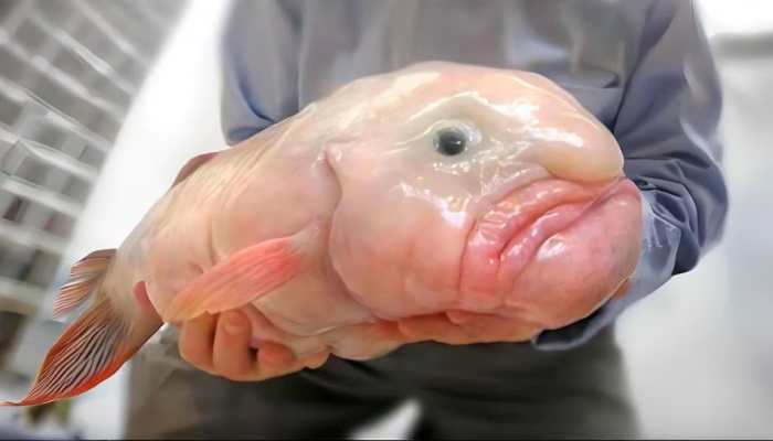 This Is World's Most Ugliest Animal; Its Appearance Will Make You Wanna Puke