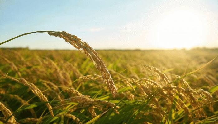 Govt Exempts Parboiled Rice, Husked Brown Rice From Export Duty