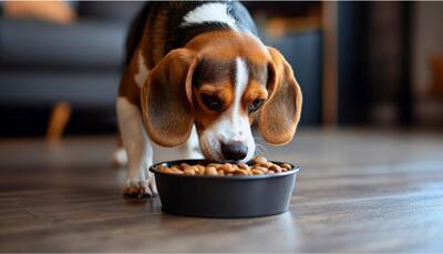 Best Dog Food Products For Balanced Nutrition This Diwali 